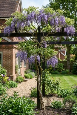 Wisteria floribunda 'Eranthema' Stok