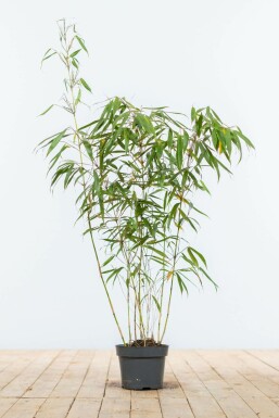 Bamboe / Fargesia Rufa 80-100 cm