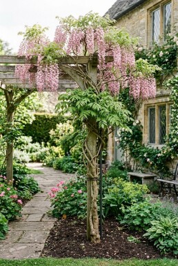 Wisteria floribunda 'Honbeni' Stok