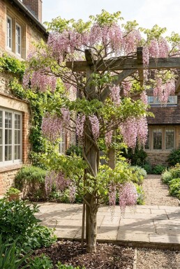 Wisteria floribunda 'Honbeni' Stok