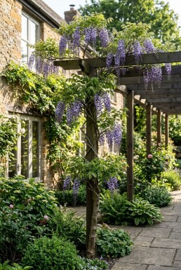 Wisteria floribunda 'Multijuga' Gestokt
