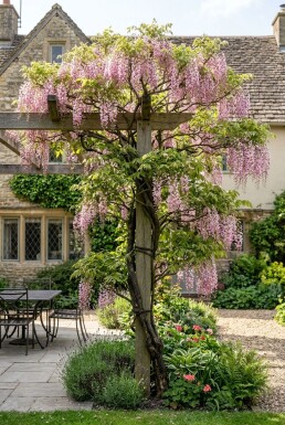 Wisteria floribunda 'Rosea' Stok