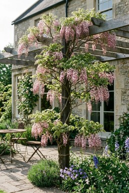 Wisteria floribunda 'Rosea' Stok