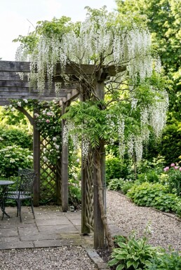 Wisteria floribunda 'Shiro-noda' Stok