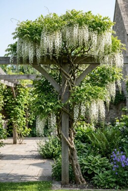 Wisteria floribunda 'Shiro-noda' Stok