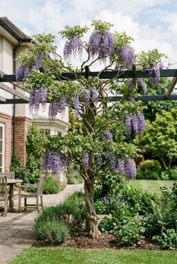 Wisteria macrostachya 'Blue Moon' Stok