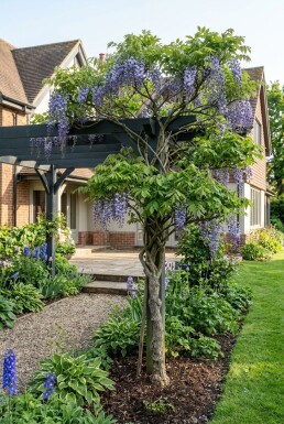 Wisteria macrostachya 'Blue Moon' Stok