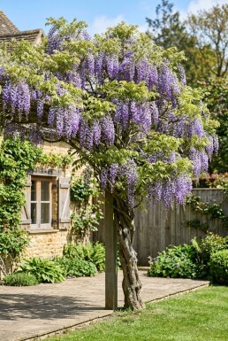 Wisteria sinensis Stok