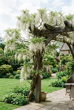 Wisteria sinensis 'Alba' Stok