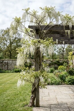 Wisteria sinensis 'Alba' Stok