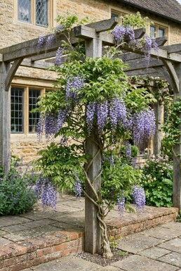 Wisteria sinensis 'Boskoop' Stok