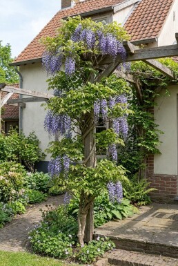Wisteria sinensis 'Boskoop' Stok