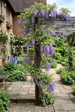Wisteria sinensis 'Caroline' Stok