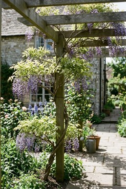 Wisteria sinensis 'Caroline' Stok