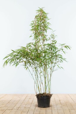 Bamboe Fargesia rufa Haag 100-125 Kluit