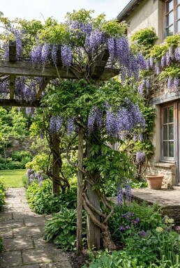 Wisteria sinensis 'Prolific' Stok