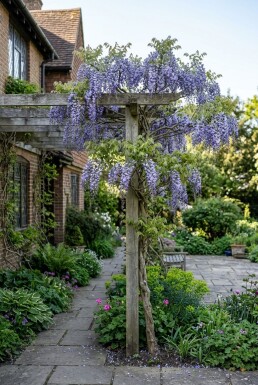 Wisteria sinensis 'Prolific' Stok