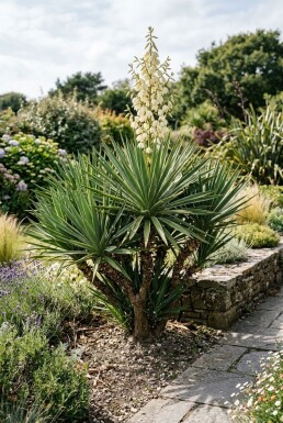Yucca gloriosa Struik