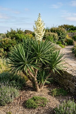 Yucca gloriosa Struik