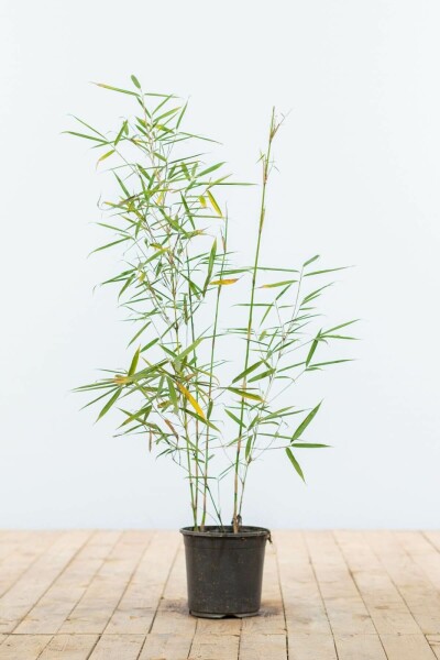 Bamboe / Fargesia Robusta Campbell 60-80 cm
