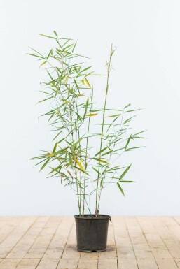 Bamboe Fargesia robusta Campbell Haag 60-80 Kluit