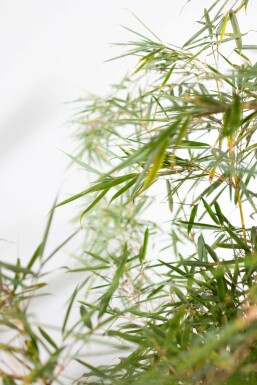 Bamboe / Fargesia Robusta Campbell 60-80 cm