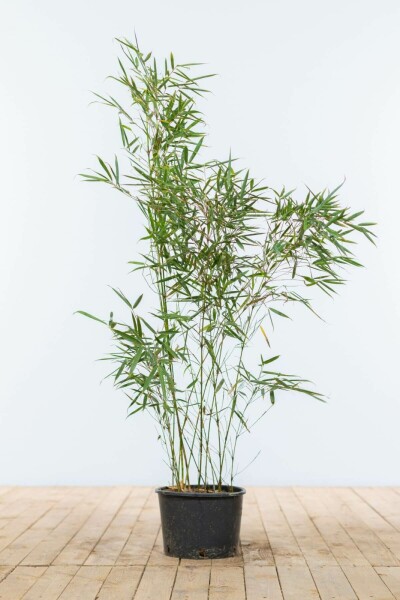 Bamboe / Fargesia Robusta Campbell 80-100 cm