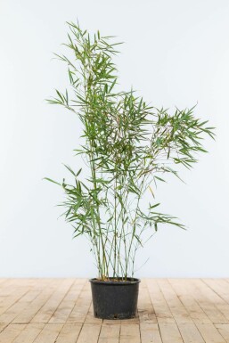 Bamboe Fargesia robusta Campbell Haag 80-100 Kluit Bamboe / Fargesia Robusta Campbell 80-100 cm