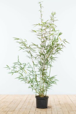 Bamboe Fargesia robusta Campbell Haag 100-125 Pot Bamboe / Fargesia Robusta Campbell 100-125 cm