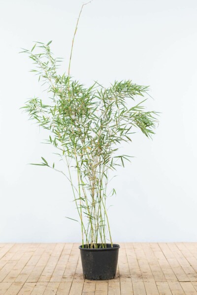 Bamboe / Fargesia Robusta Campbell 125-150 cm