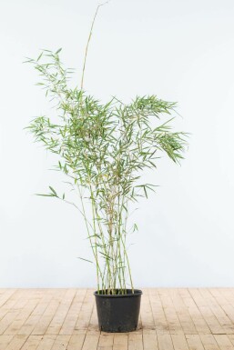 Bamboe Fargesia robusta Campbell Haag 125-150 Pot Bamboe / Fargesia Robusta Campbell 125-150 cm