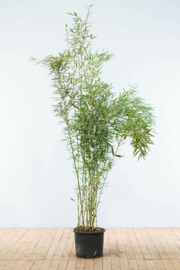 Bamboe Fargesia robusta Campbell Haag 175-200 Pot