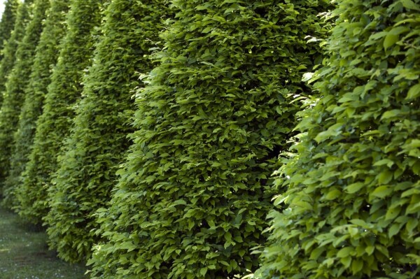 Beuk / Groene Beukenhaag Fagus Sylvatica P9 30-40 cm