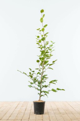 Beuk / Groene beukenhaag Fagus Sylvatica Haag 100-125 Pot Beuk / Groene Beukenhaag Fagus Sylvatica 100-125 cm