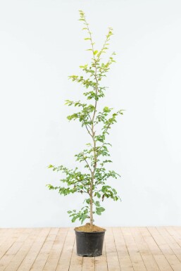 Beuk / Groene Beukenhaag Fagus Sylvatica 125-150 cm