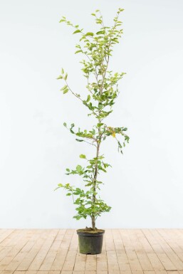 Beuk / Groene Beukenhaag Fagus Sylvatica 150-175 cm