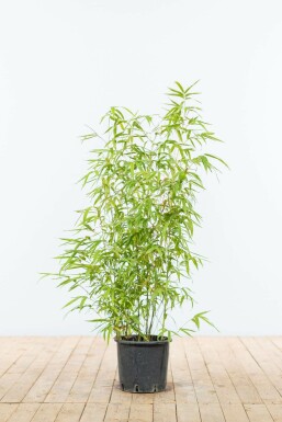 Bamboe Phyllostachys Aurea Haag 80-100 Pot