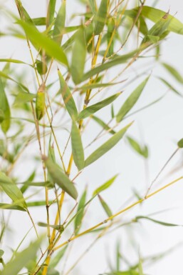 Bamboe / Phyllostachys Aurea 80-100 cm