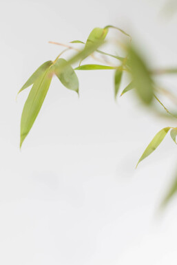 Bamboe / Phyllostachys Aurea 80-100 cm