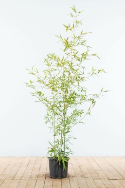 Bamboe Phyllostachys Aurea Haag 125-150 Pot Bamboe / Phyllostachys Aurea 125-150 cm