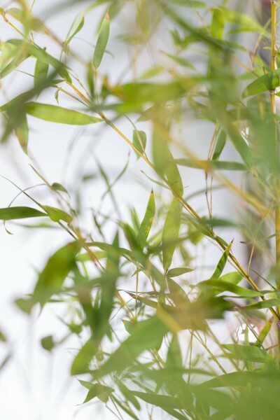 Bamboe / Phyllostachys Aurea