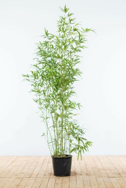 Bamboe Phyllostachys Aurea Haag 150-175 Pot