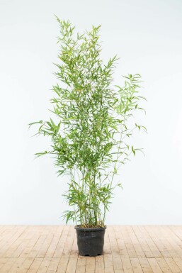 Bamboe Phyllostachys Aurea Haag 175-200 Pot