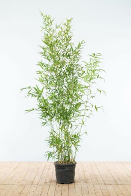 Bamboe Phyllostachys Aurea Haag 175-200 Pot Bamboe / Phyllostachys Aurea 175-200 cm