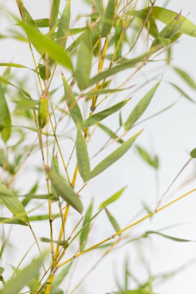 Bamboe Phyllostachys Aurea Haag 175-200 Pot Bamboe / Phyllostachys Aurea 175-200 cm