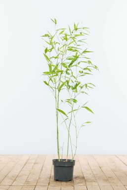 Bamboe Phyllostachys Bisetti Haag 60-80 Pot