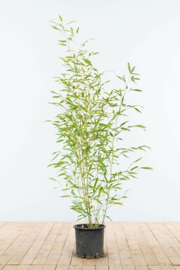 Bamboe / Phyllostachys Bissetii 80-100 cm