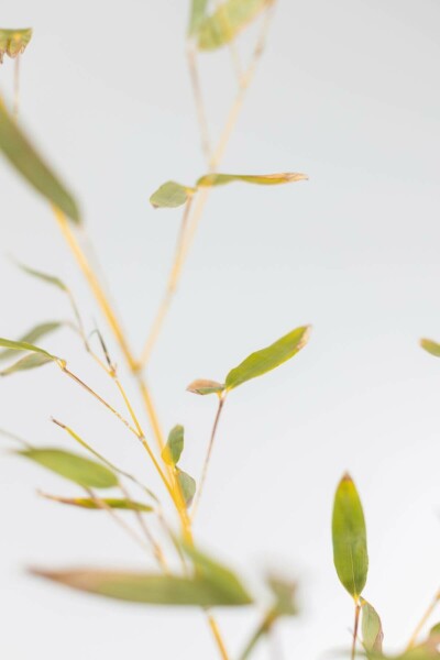 Bamboe / Phyllostachys Bissetii 80-100 cm