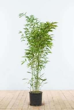 Bamboe / Phyllostachys Bissetii 100-125 cm