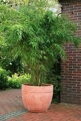 Bamboe / Phyllostachys Bissetii 100-125 cm